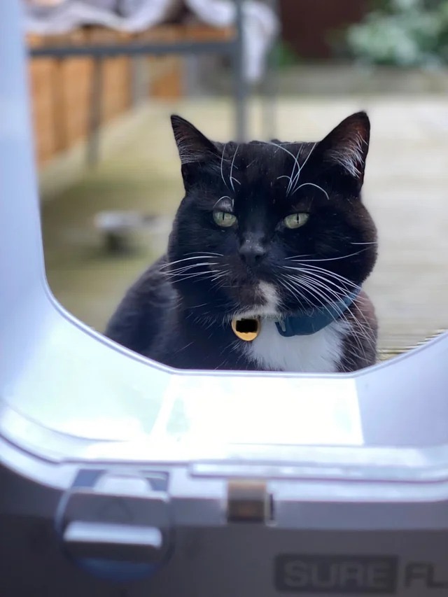 Sesame, a rescue cat